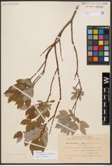 Salix bebbiana Sarg. x Salix starkeana Willd.